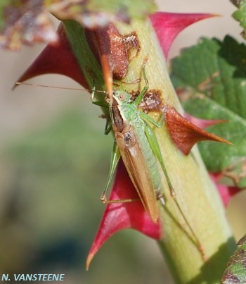 Conocephalus